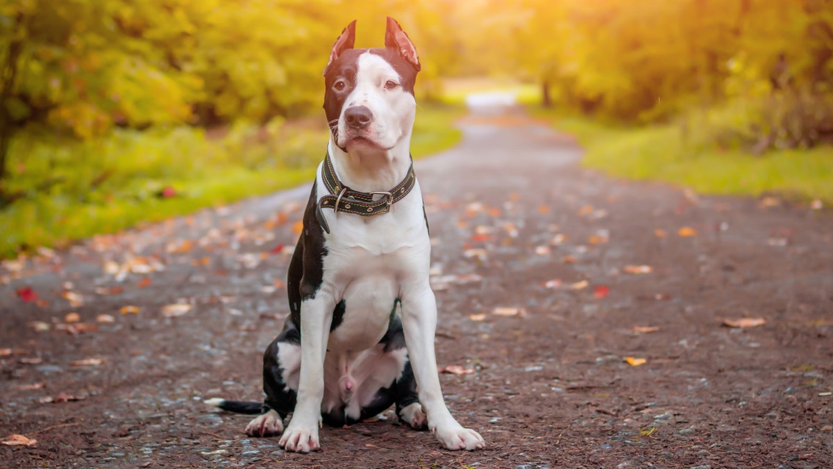 Amstaff