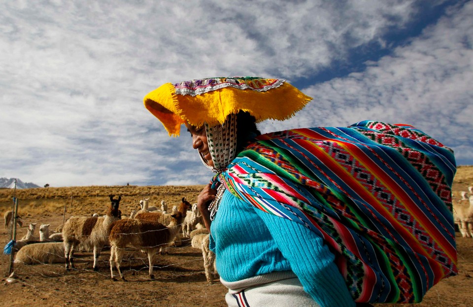 Shepherds Julian and Felipa Rojo catch alpacas for a routine check-up at a range in the Andean community of Upis at the highlands of Cuzco