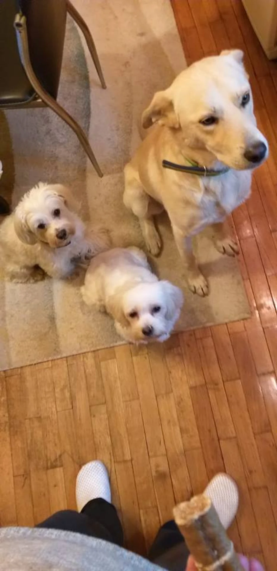 Gordanini psi koje su izveli u šetnju