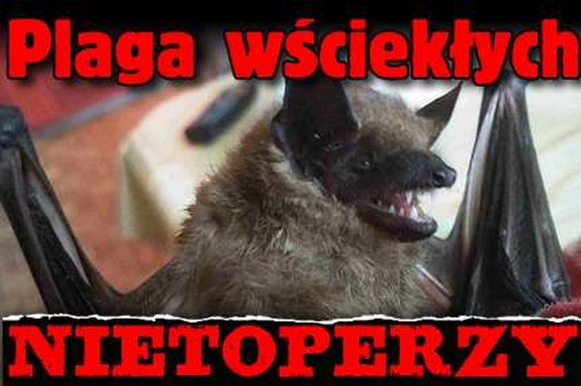 Plaga wściekłych nietoperzy