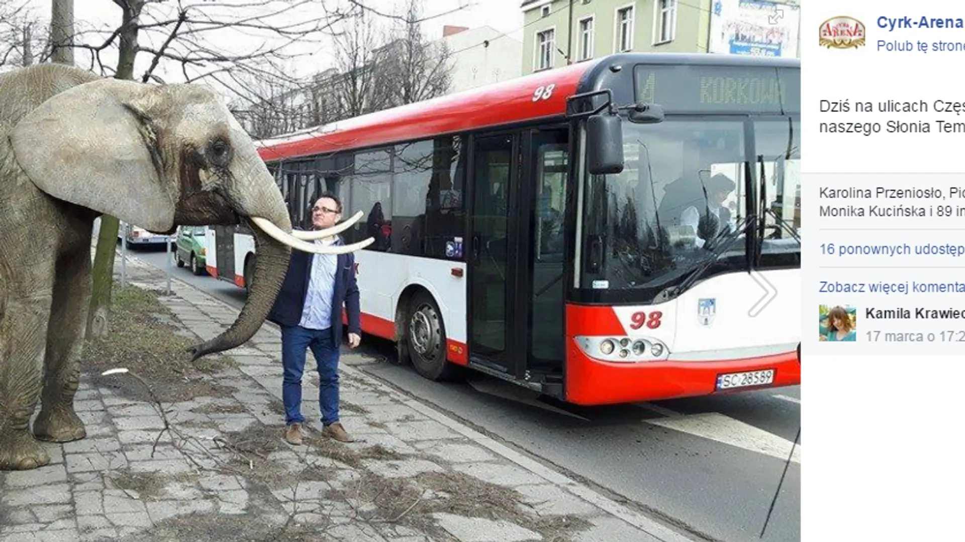 Słoń na ulicach śląskich miast promuje cyrk. Aktywiści: "Jesteśmy zdruzgotani bezmyślnością opiekunów słonicy"