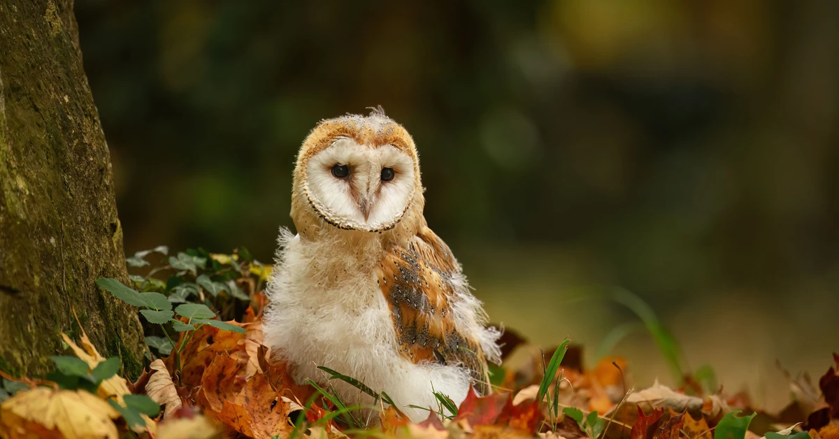 Bardzo przyjemny quiz z polskich ptaków. 20/20 tylko dla orłów