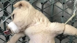 Horror: Bosszúból boncolt élő kiskutyát a kínai férfi