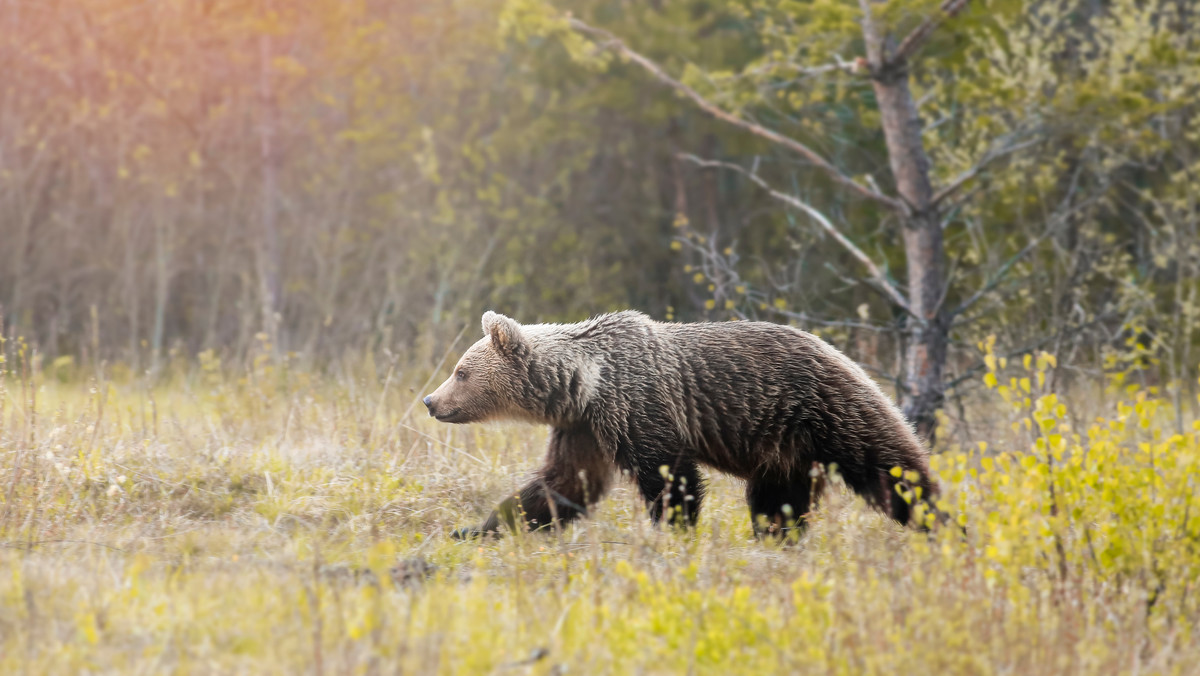 Tatry. Niedźwiedzie mają apetyt na owce. Zabiły już pięć