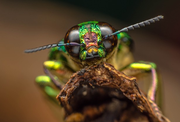 Owady i robale pomagają kryminalnym. Entomoskopia w służbie policji