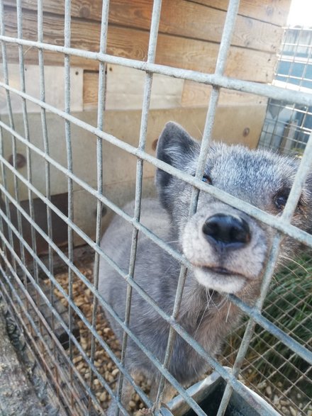 Interwencja na fermie lisów pod Pabianicami. Zwierzęta żyły w złych warunkach 