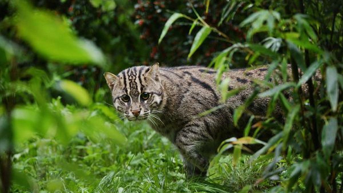 Ogród Zoobotaniczny w Toruniu sprowadził do siebie koty cętkowane, zwane również tarajami, których nie można było oglądać w Polsce od kilkunastu lat. Dwaj młodzi bracia, Tim i Tommy, już harcują między zaroślami i próbują złapać ryby w stawie.