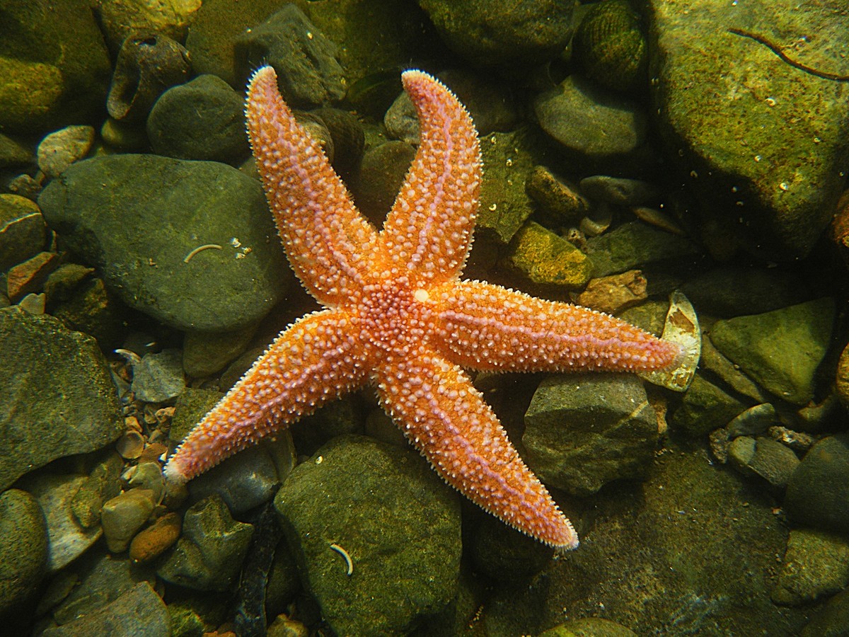 Common,Starfish,,Asterias,Rubens.,Taken,Torbay,,England.