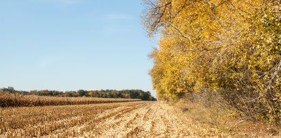 Synoptycy alarmują! Niepokojący niski poziom opadów w ostatnim czasie i brak pokrywy śnieżnej zimą. Czy grozi nam susza? Co z pożarami?