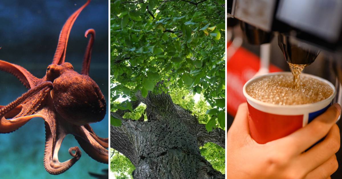 Ten quiz bezlitośnie obnaży braki z wiedzy ogólnej. Za wynik 12/15 możesz otwierać szampana