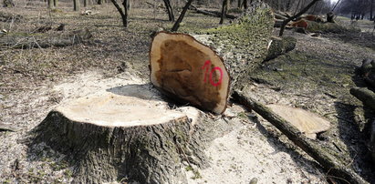 Obłuda polityka PO. Wyciął drzewa, a teraz zwalcza Szyszkę!