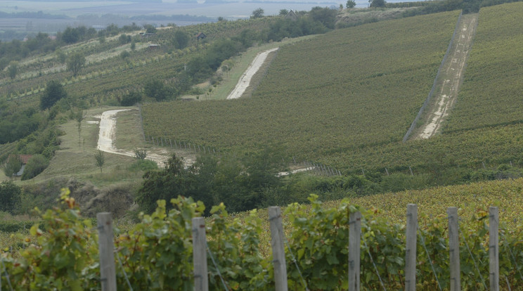 Szőlőhegy Tokaj-Hegyalján / Fotó: Blikk