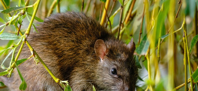 Co przyciąga szczury w ogrodzie? Jak wytępić szczury? Skuteczny domowy sposób na szczury w ogrodzie