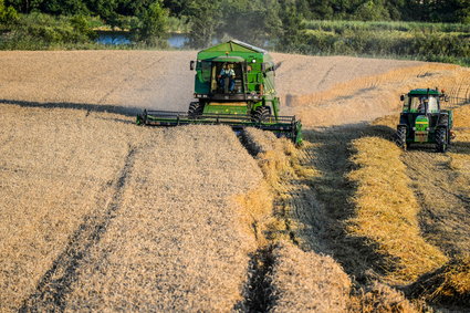 Żywność będzie droższa. Cena pszenicy bije rekordy, Rosja wstrzymuje eksport nawozów
