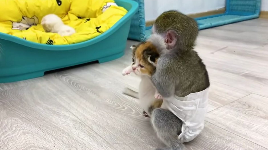 Małpka opiekuje się kotkiem
