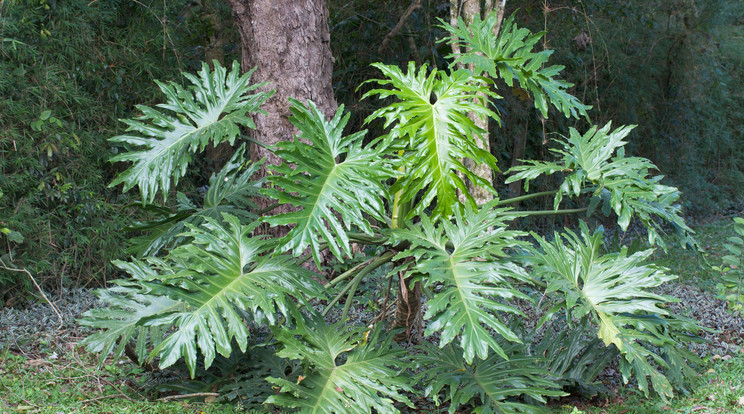 A szeldeltlevelű filodendron (Philodendron bipinnatifidum)/Fotó: profimedia