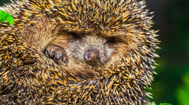 Képünk egy aranyos illusztráció /Fotó: Northfoto