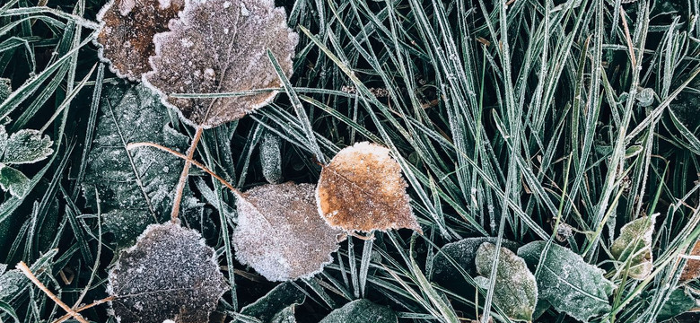 IMGW ostrzega. Kolejna noc z przymrozkami [PROGNOZA POGODY]
