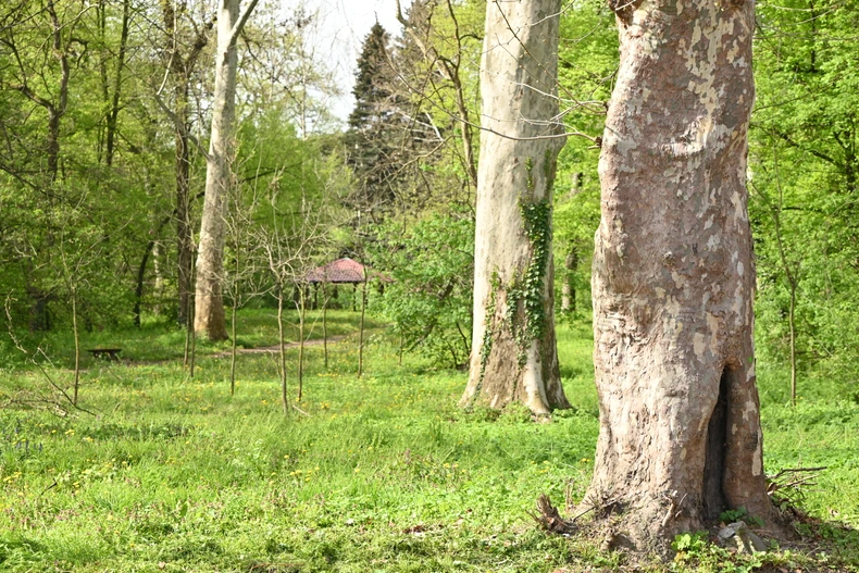 Počinilac pobegao u pravcu šume