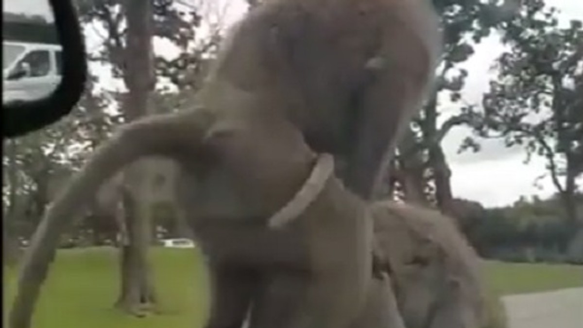 Majmuni se parili na haubi automobila