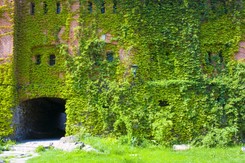 To wiecznie zielone pnącze może żyć setki lat. Poznaj jego zalety. Część z nich znano już w starożytności!