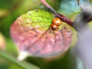 Biedronki azjatyckie masowo próbują dostać się do mieszkań. Czy są niebezpieczne?