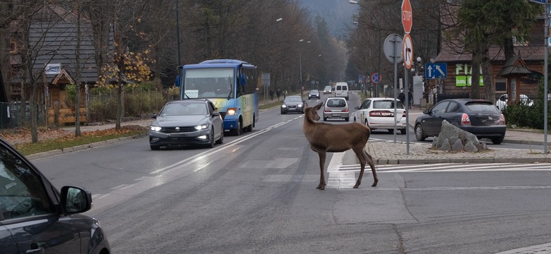 Dzikie jelenie opanowały Zakopane. Urzędnicy ostrzegają