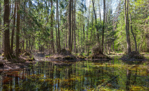 Puszcza Białowieska