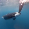 Image taken from the video of an orca swimming very close to one of the boat's rudders in The Ocean Race.The Ocean Race