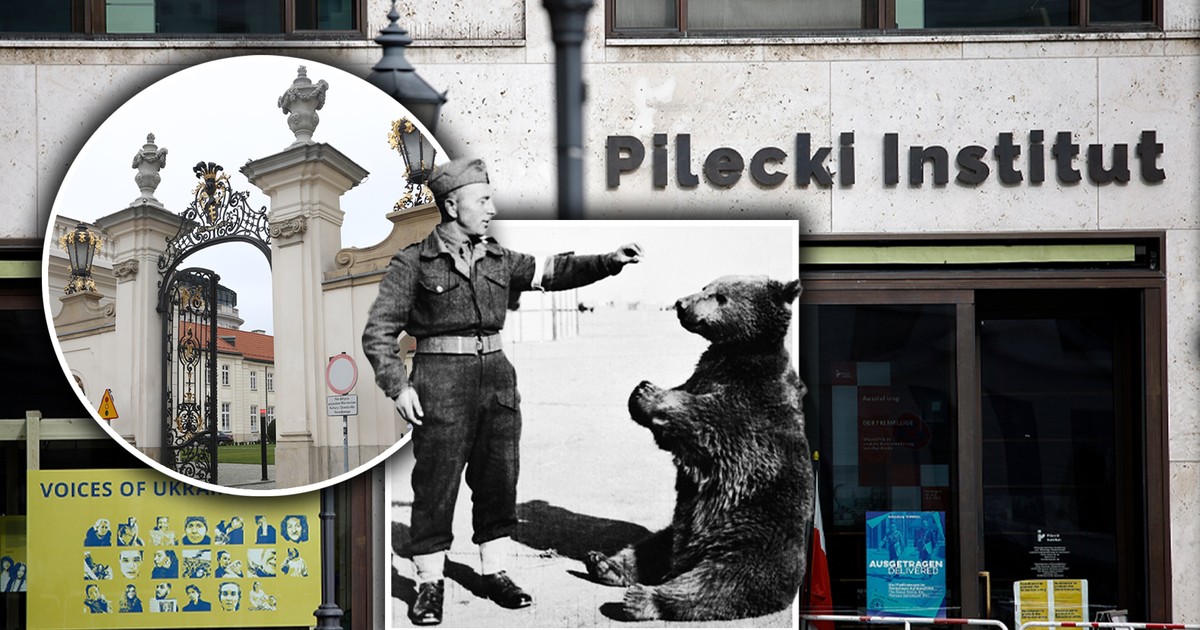 Biurokratyczny spór o... niedźwiedzia. Wiadomo, co z pieniędzmi na kurs o Misiu Wojtku. Zaskakujący finał