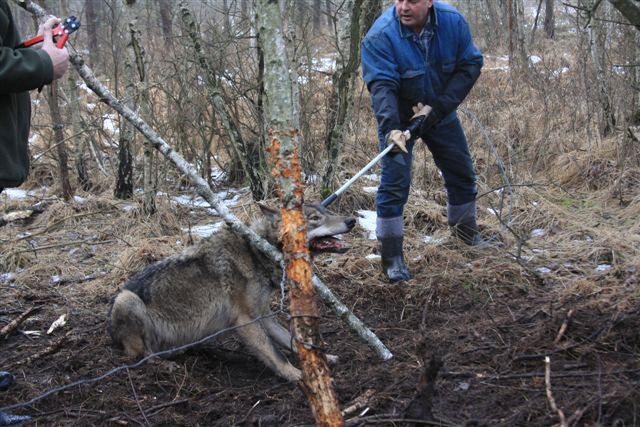 Wilk spędził kilka dni we wnykach z drutu, zanim w ostatniej chwili uratowali go leśnicy