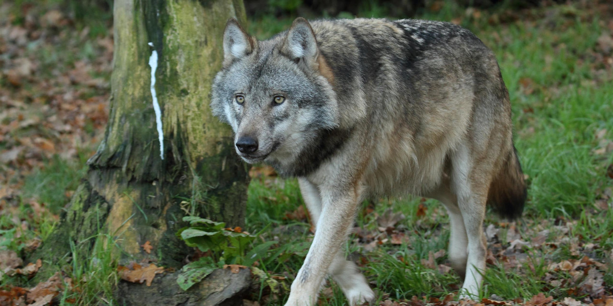 Wilki w Polsce są pod ścisłą ochroną.