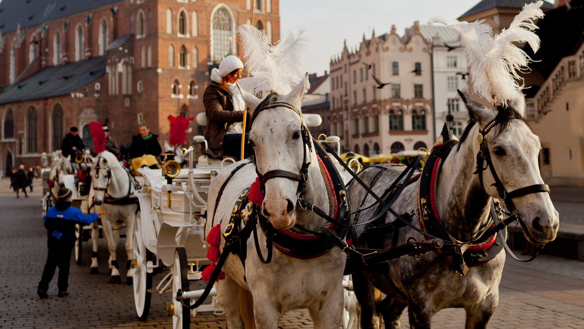 Krakowskie Stowarzyszenie Obrony Zwierząt po raz kolejny domaga się wprowadzenia w Krakowie całkowitego zakazu wykorzystywania koni do ciągnięcia dorożek z turystami. Urzędnicy zapewniają, że zwierzęta są regularnie badane, a miasto stara się, aby warunki, w których one pracują, były dla niech bezpieczne.