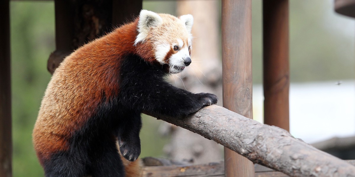 Zwierzęta na wybiegach w zoo