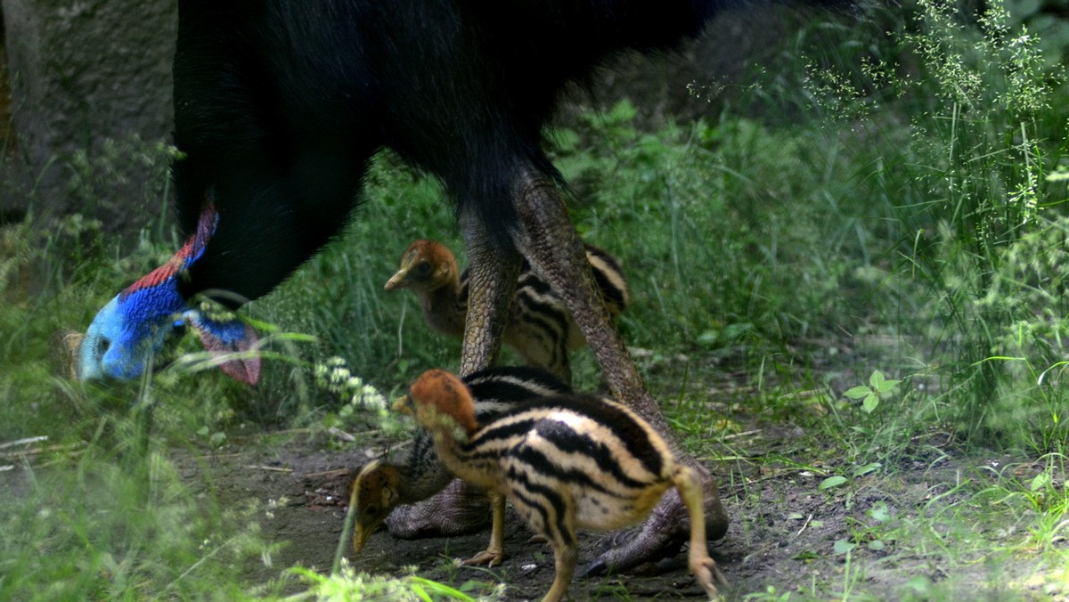 Trzy młode kazuary wykluły się pod koniec maja. To sytuacja wyjątkowa, bo ptaki w niewoli rodzą się bardzo rzadko. Z najnowszym przychówkiem łódzkie Zoo jest jedyne w Europie, bo nigdzie indziej nie ma obecnie młodych kazuarów.