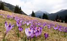 ZAKOPANE TATRY DOLINA CHOCHOŁOWSKA KROKUSY