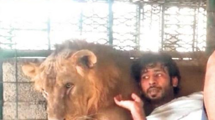 Állatság: oroszlánokkal él az arab aranyifjú