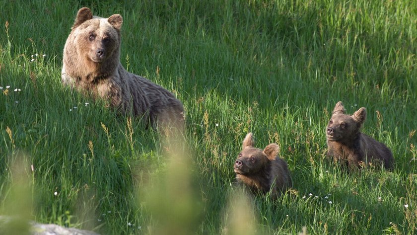 W Tatrach znów zabito niedźwiedzicę. Jedno z jej młodych wysłano do zoo. Powód szokuje