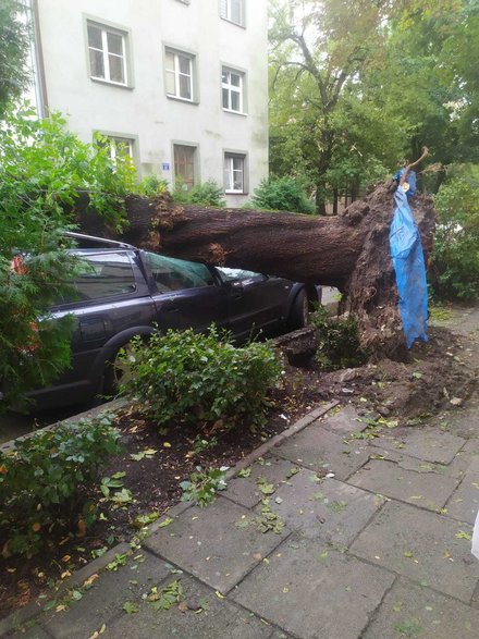 Upadające drzewa zniszczyły samochody w Krakowie