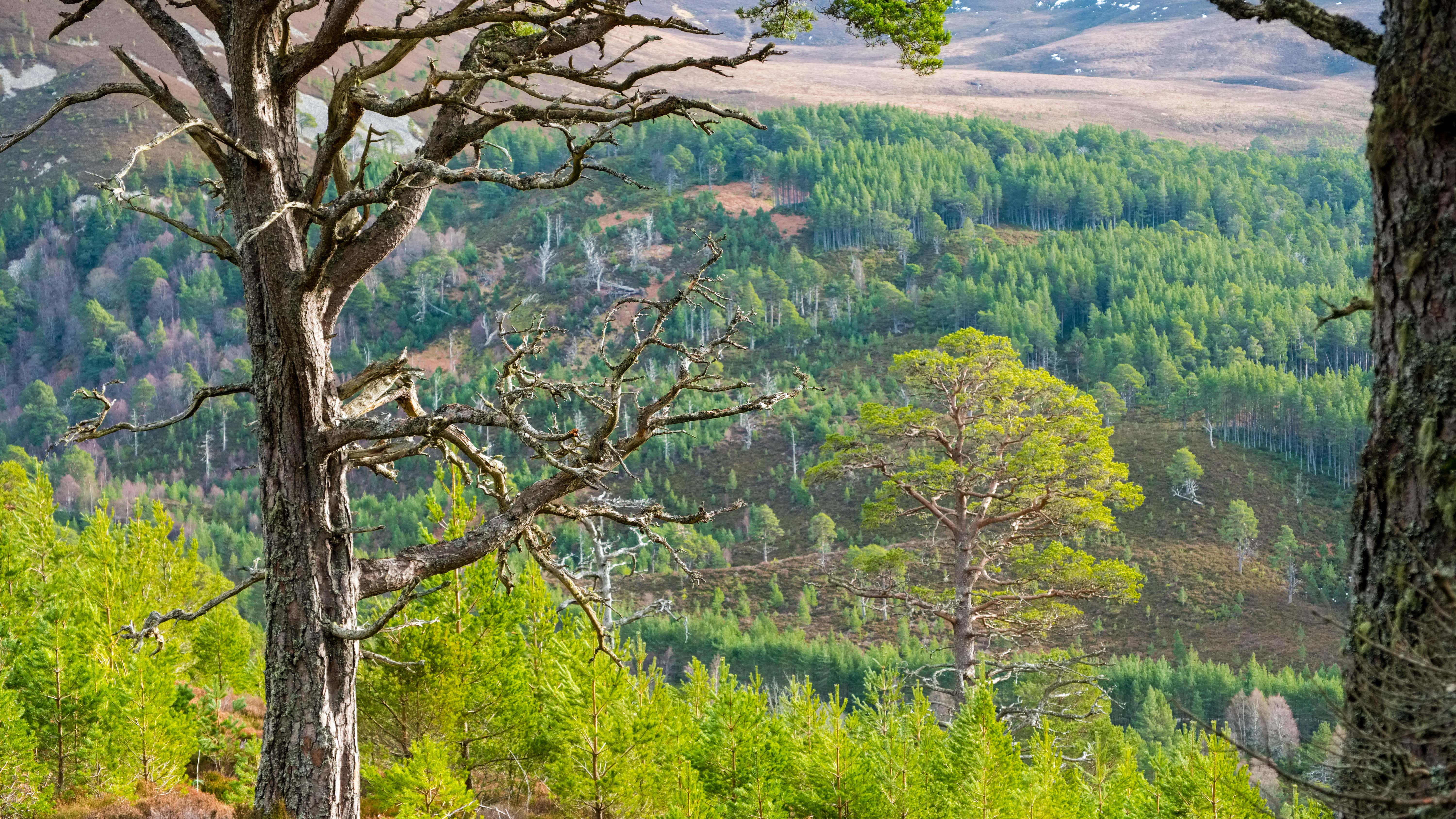 Ancient trees exhibition celebrates 800 years Magna Carta