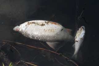 W Kanale Gliwickim pojawiły się śnięte ryby. Nowicka (Lewica) apeluje do rządu o natychmiastowe działania