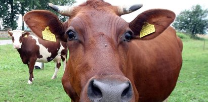 Kto pomagał w przekręcie z chorym bydłem?