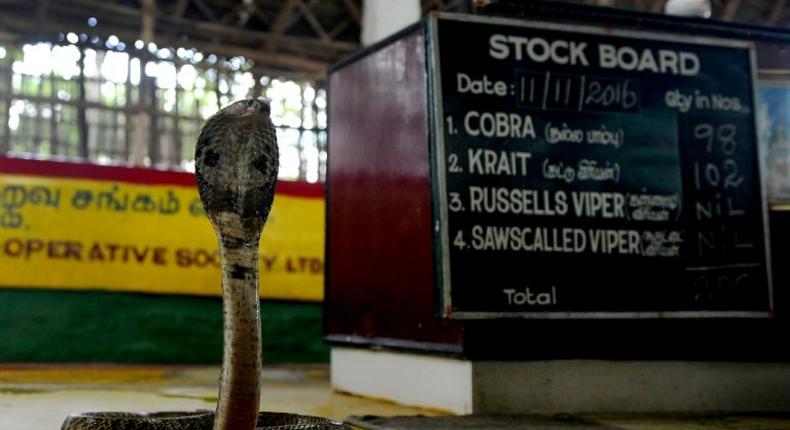 A cobra is displayed at the Irula snake-catchers cooperative on the outskirts of Chennai