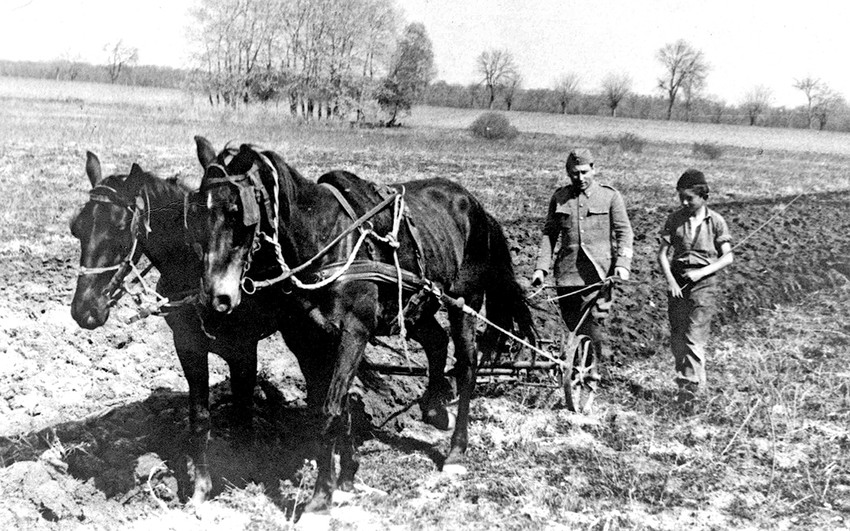 Ranković pomaže u poljskim radovima 1946.