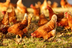 MRiRW: Utrzymuje się wysoki poziom zagrożenia grypą ptaków