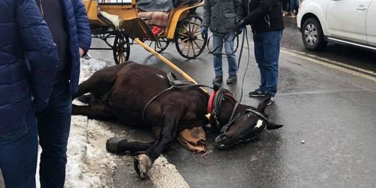 Spłoszony koń biegł po Krupówki