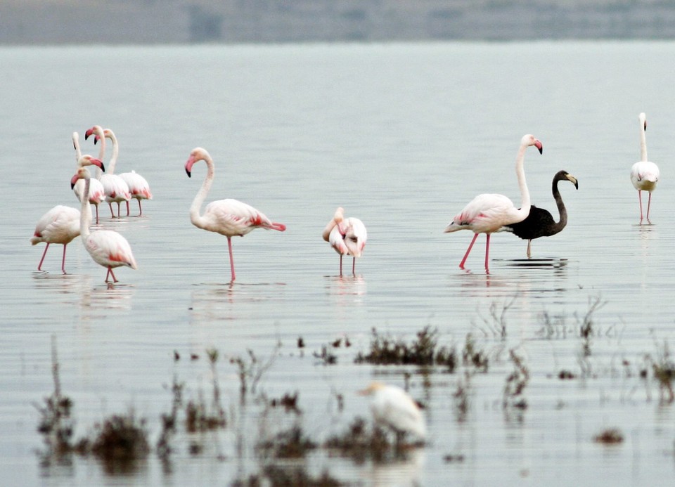 CYPRUS ANIMALS BLACK FLAMINGO (Rare black flamingo spotted on Cyprus)