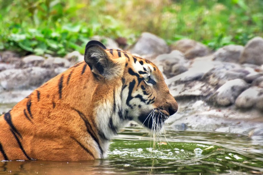 Sundarbany, Indie i Bangladesz