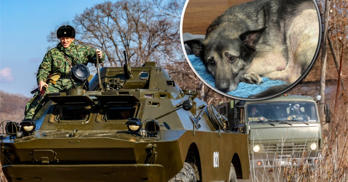 Okrucieństwo, które wymyka się wyobraźni. Psów użyto w testach broni