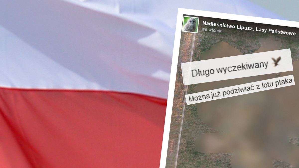 Tłumy w Leśnictwie Glinowo. Przyjeżdżają, by podziwiać leśnego Orła Białego